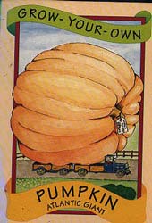 Giant Pumpkin: try to reach the 444kg!